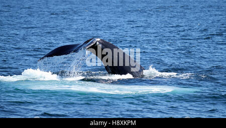 Close-up di fluked coda di Humpback Whale (Megaptera novaeangliae) immersioni a Stellwagen Bank National Marine Sanctuary al largo delle coste del Massachusetts Foto Stock