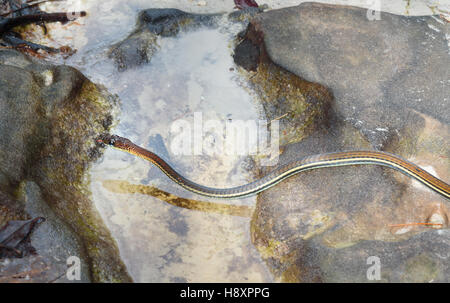 Nastro orientale snake, Thamnophis sauritus nel Bako National Park, Sarawak. Borneo. Malaysia Foto Stock