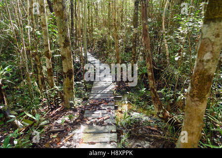 Il sentiero nella foresta pluviale al Bako National Park. Sarawak. Borneo. Malaysia Foto Stock