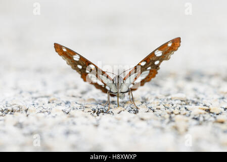 Eisvogel Blauschwarzer, Limenitis reducta, bianco del Sud Admiral Butterfly Foto Stock