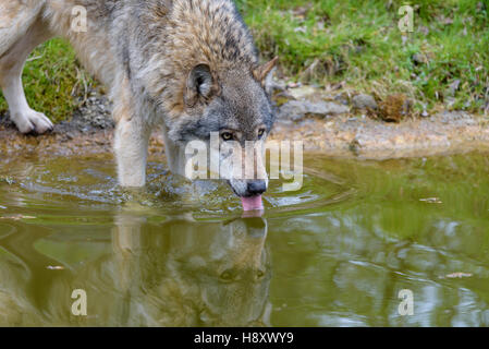 Europaeischer Wolf, Canis lupus, Europeo lupo grigio di bere Foto Stock