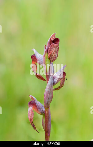 Istrischer Zungenstendel, Serapias istriaca, Lingua Orchid Istriacia Foto Stock