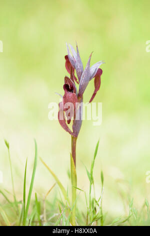 Istrischer Zungenstendel, Serapias istriaca, Lingua Orchid Istriacia Foto Stock