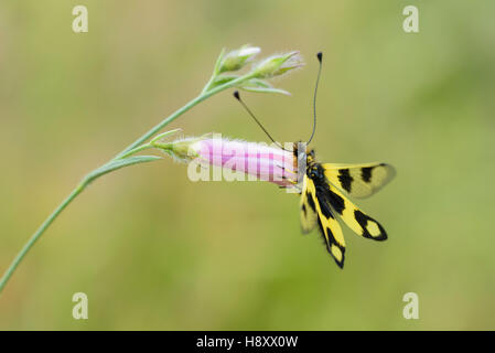 Oestliches Schmetterlingshaft, Libelloides macaronius, Ascalaphid Owlfly dalla Croazia Foto Stock