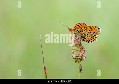 Roter Scheckenfalter, Melitaea didyma, The Spotted fritillary o rosso-band fritillary Foto Stock