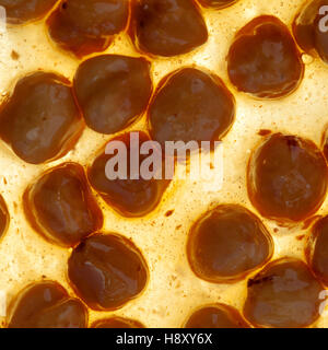 Torrone di marrone o nougatine con tutta nocciole tostate Foto Stock