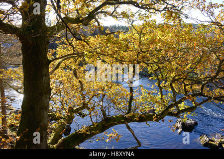 Autunno sul fiume Dee a ponte Potarch in Royal Deeside, Aberdeenshire in Scozia Foto Stock