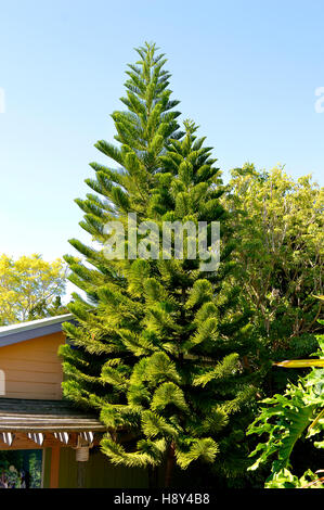 Isola Norfolk Pine nome latino Araucaria heterophylla Foto Stock