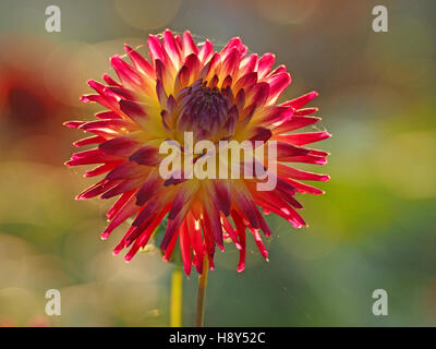 Retroilluminato rosso/giallo anemone a Fiore Dahlia Fiore refilato con ragni' Silk & diffusa sognanti complementari sfondo colorato Foto Stock