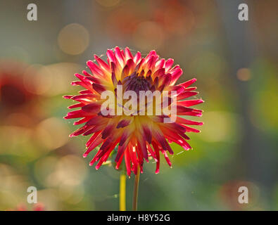 Retroilluminato rosso/giallo anemone a Fiore Dahlia Fiore refilato con ragni' Silk & diffusa sognanti complementari sfondo colorato Foto Stock