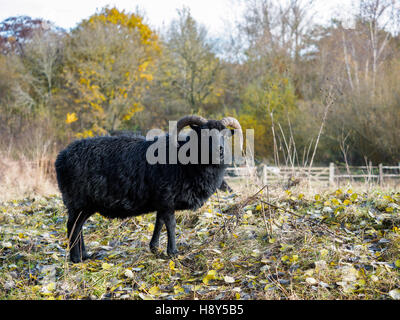 Delle Ebridi pecora nera a Warnham Riserva Naturale Foto Stock