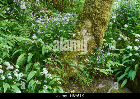 Fiori Selvatici e tronco di albero, Dollar Glen, Clackmannanshire, Scozia Foto Stock