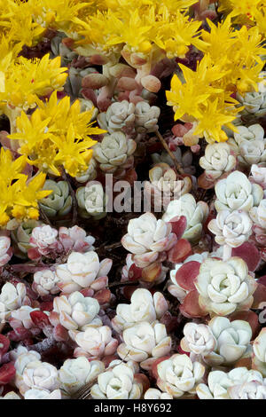 Fiori gialli di Sedum spathulifolium, Cape Blanco, un arbusto sempreverde perenne Roccia Pianta Foto Stock