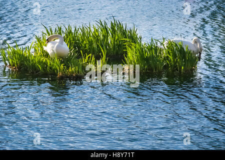Due cigni bianchi su una piccola isola in un lago. Foto Stock