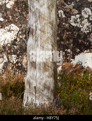 Albero morto tronco con nessun abbaiare contro il lichen coperto rock Foto Stock