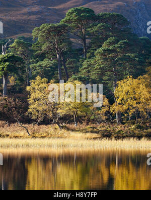 Nativo di Caledonian pinete riflessa in Loch Clair, Torridon, Wester Ross, Highland, Scozia Foto Stock