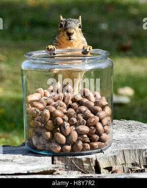Eastern Fox Squirrel con i dadi in vaso scoiattolo in piedi con zampe anteriori sulla parte superiore del barattolo di vetro Foto Stock