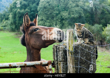 Mulet et Chat Vico Haute Corse 2B Francia Europa Foto Stock