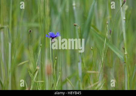 Fiordaliso Centaurea cyanus crescente accanto al raccolto di orzo, vicino a Romorantin, Loir et Cher, Regione centrale, Francia Foto Stock