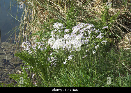 Il cuculo fiore cardamine pratensis crescente accanto all acqua al mulino di Burton Pond Sussex Wildlife Trust Riserva Naturale Sussex England Foto Stock