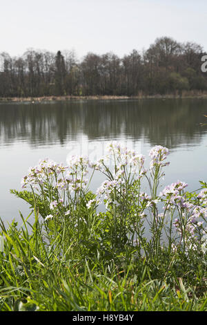 Il cuculo fiore cardamine pratensis crescente accanto all acqua al mulino di Burton Pond Sussex Wildlife Trust Riserva Naturale Sussex England Foto Stock
