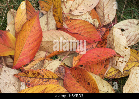 Foglie di ciliegia giapponese Prunus serrulata Rhinefield Arboretum New Forest National Park Hampshire Inghilterra Foto Stock
