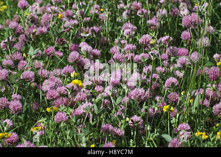 Trifoglio rosso Trifolium pratense in fiore selvatico prato Foto Stock