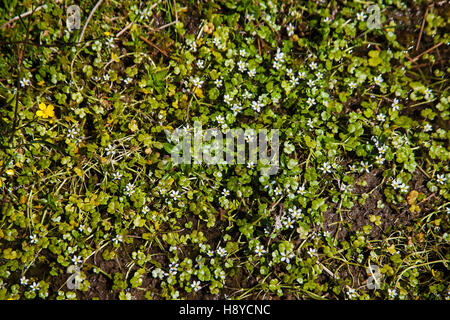 Round-lasciato crowfoot acqua Ranunculus omiophyllus vicino promontorio Warren Parco Nazionale di Dartmoor Devon England Regno Unito Foto Stock