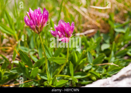 Trifoglio alpino Trifolium alpinum in prato alpino Cirque de Troumouse Hautes Pirenei Parco Nazionale dei Pirenei Francia Foto Stock