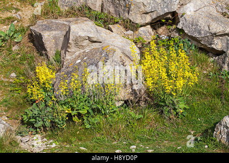 Cavolo selvatico Brassica oleracea su scogliere sul mare Winspit Isle of Purbeck Dorset England Regno Unito Foto Stock