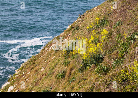 Cavolo selvatico Brassica oleracea su scogliere sul mare Winspit Isle of Purbeck Dorset England Regno Unito Foto Stock