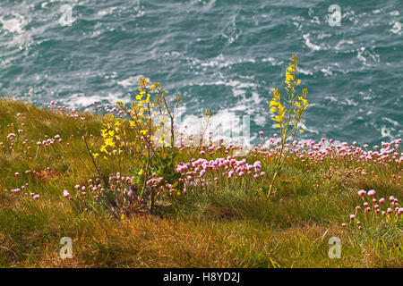 Cavolo selvatico Brassica oleracea e parsimonia Armeria maritima su scogliere sul mare Winspit Isle of Purbeck Dorset England Regno Unito Foto Stock