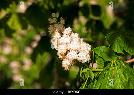 Ippocastano Aesculus hippocastanum fiori Ringwood Hampshire REGNO UNITO Inghilterra Maggio 2015 Foto Stock