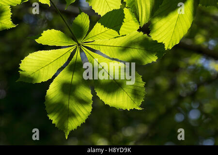 Ippocastano Aesculus huppocastanum lascia retro illuminato dalla mattina presto sun Chappetts Copse Hampshire e dell' Isola di Wight Wildlife Trust riserva vicino al WES Foto Stock