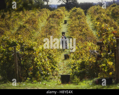 Selettori di uva. Carr Taylor vigneti. Westfield. East Sussex. In Inghilterra. Regno Unito Foto Stock