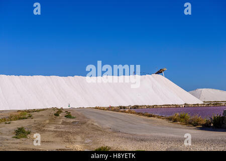 Gerbeuse et Réserve de Sel Les Salins du Midi Aigues-Mortes,Camargue - Francia 30 Foto Stock