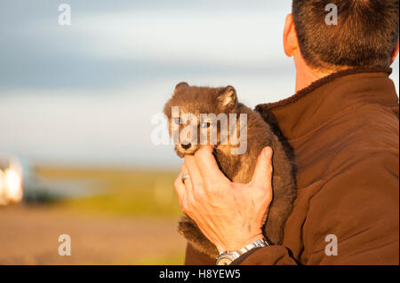 L'Islanda, un uomo che guarda lontano dalla telecamera tenendo un grigio Arctic Fox pup nelle sue braccia all'aperto Foto Stock