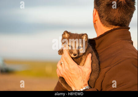 Un uomo che guarda lontano dalla telecamera tenendo un Arctic Fox pup nelle sue braccia Foto Stock