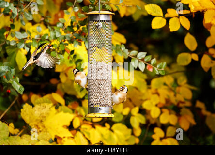 Tre comunità cardellini (Carduelis carduelis) litigando in corrispondenza di un uccello alimentatore in un giardino nel sud-est dell'Inghilterra Foto Stock