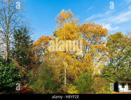 Argento (betulla Betula pendula) e Farnia (Quercus robur) alberi in golden fogliame di autunno colori, nel sud-est dell'Inghilterra giardino nel tardo autunno Foto Stock