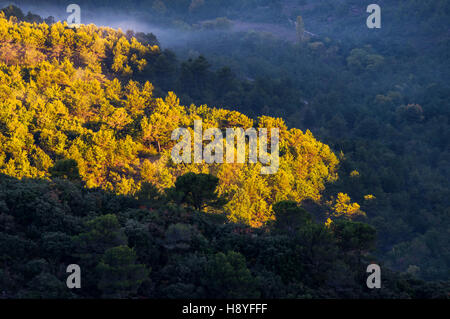 La Vallée de Nans les Pins Var Francia 83 Foto Stock