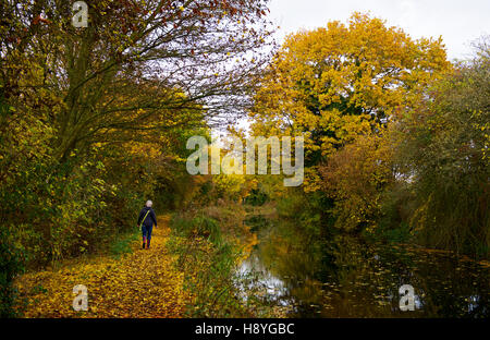 Basingstoke Canal vicino Winchfield, Hampshire, Inghilterra, Regno Unito Foto Stock