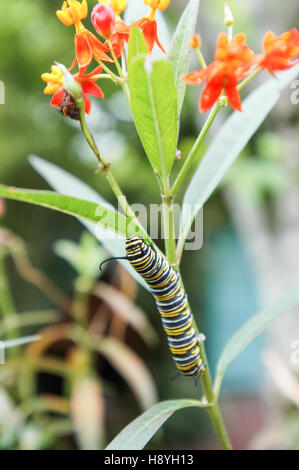 Il giallo e il nero caterpillar camminando su di un ramo Foto Stock