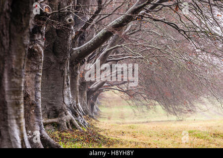 Si può solo guardare in basso nella meraviglia attraverso il viale di faggi a Kingston Lacy nel Dorset. Foto Stock