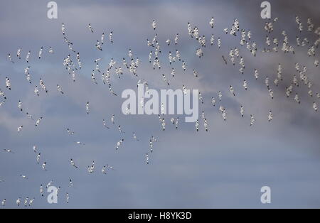 Avocette, Recurvirostra avosetta, gregge in volo a laguna costiera. Foto Stock