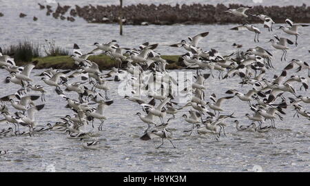 Avocette, Recurvirostra avosetta, gregge in volo a laguna costiera. Foto Stock