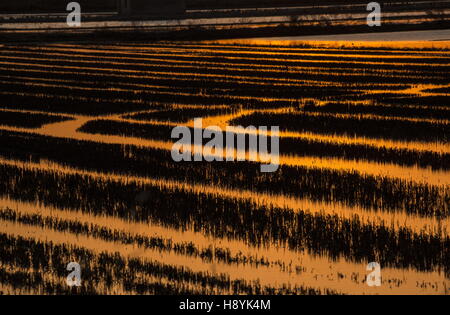 Allagate le risaie al tramonto, nella riserva di Albufera di Valencia, Spagna Foto Stock