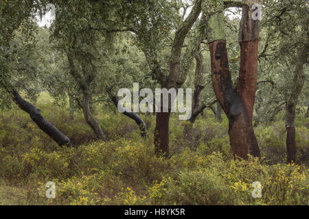 Cork Oak dehesa, recentemente raccolti di alberi in primavera. Sierra de Grazalema, Andalusia Spagna del sud. Foto Stock