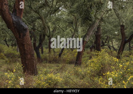 Cork Oak dehesa, recentemente raccolti di alberi in primavera. Sierra de Grazalema, Andalusia Spagna del sud. Foto Stock