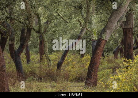 Cork Oak dehesa, recentemente raccolti di alberi in primavera. Sierra de Grazalema, Andalusia Spagna del sud. Foto Stock